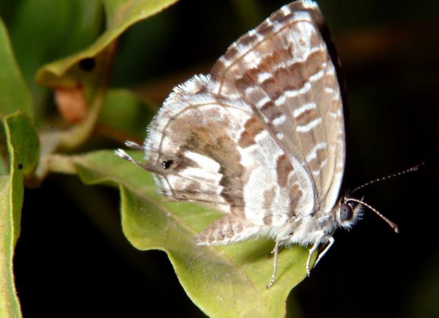 Cacyreus marshalli